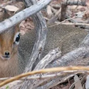 Keepers Raise Tiny Dik Dik at Pueblo Zoo