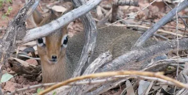 Keepers Raise Tiny Dik Dik at Pueblo Zoo