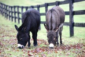 Honky and Tonky - No Regular Donkeys!