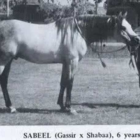 SABEEL