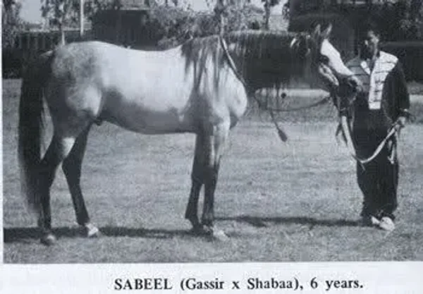 SABEEL