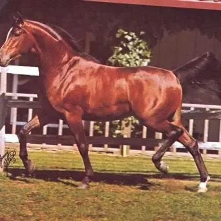 Bey Shah as a younger horse and one of my all-time favorite Arabian Stallions!