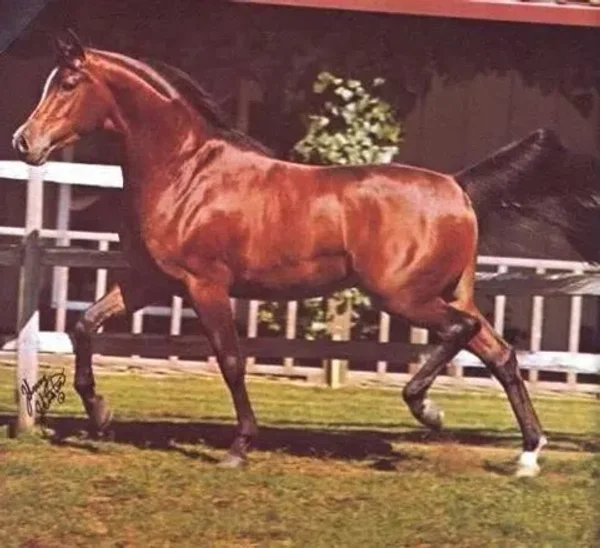 Bey Shah