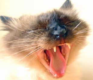 Bad Breath in Cats