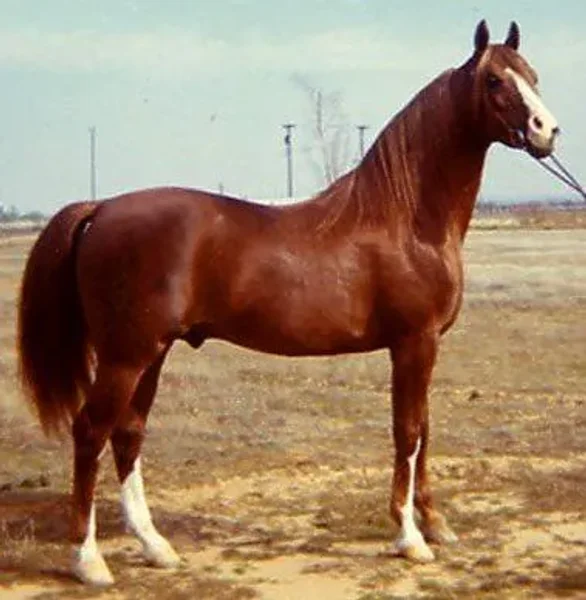 Aurab