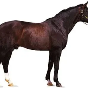 Thoroughbred Horse - Pt 2