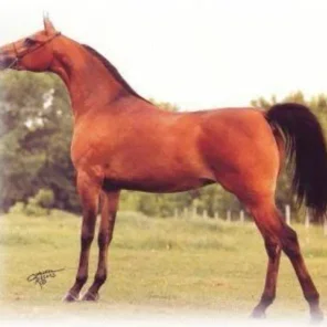 WA-MISS SHASTY