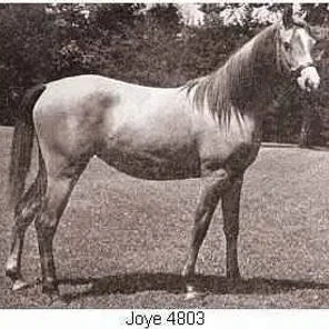 JOYE