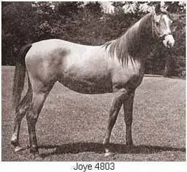 JOYE