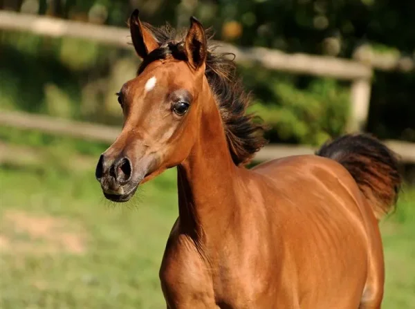 TF Valencia