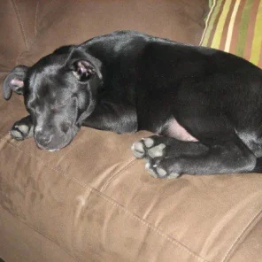 Bauer