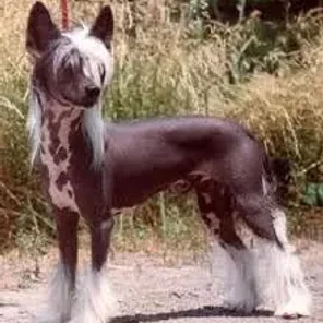 Chinese Crested