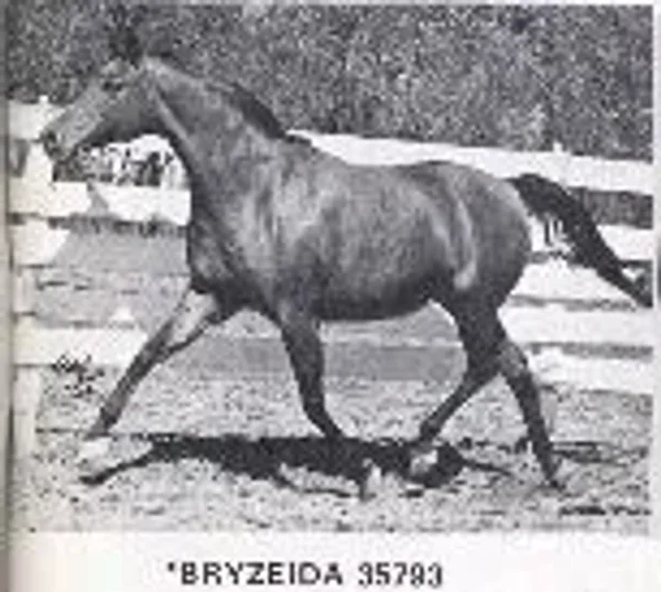 Bryzeida