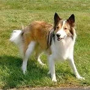 Scotch Collie