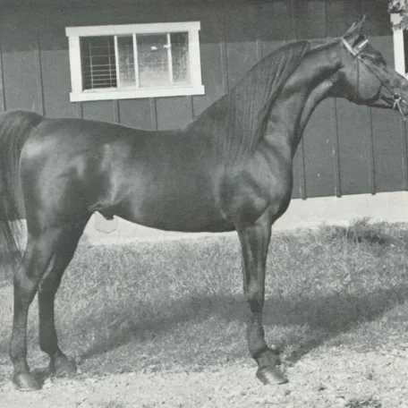 SERR BRUK (Tobruk x Rose of Egypt by Fa-Serr)
Ahw Jan 1972