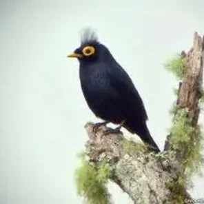 Apo Myna