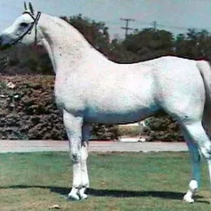 The Real McCoy