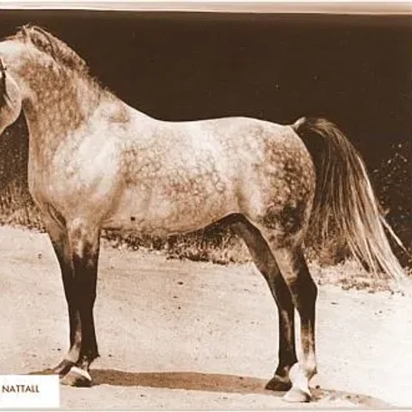BASEYN IBN EL NATTALL 1959 Arabian Stallion