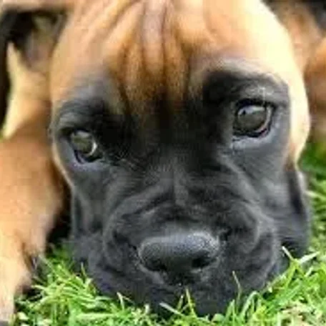 Square-jawed and muscular, the Boxer is the George Clooney of the dog world, a hunk with a sense of humor and an underlying sweetness.