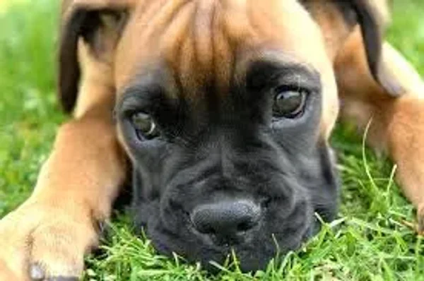 Square-jawed and muscular, the Boxer is the George Clooney of the dog world, a hunk with a sense of humor and an underlying sweetness.