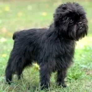 Affenpinscher