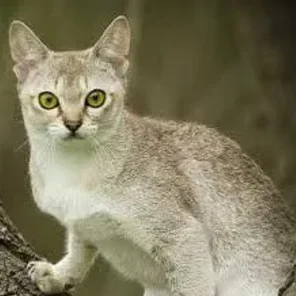 Singapura