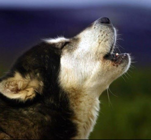 Dog Barking – The Good Bark and the Bad Bark!