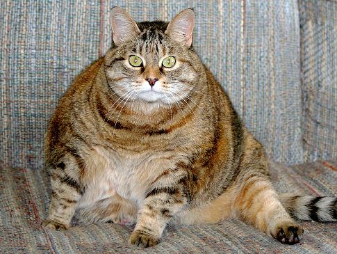 Obesity in Cats and What to Do