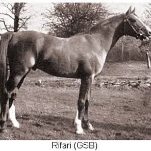RIFARI