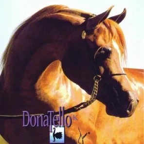 Donatello K
