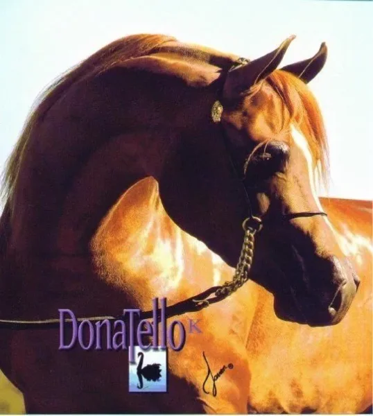 Donatello K
