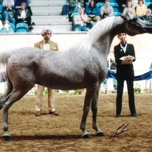 MAHARANI HBN