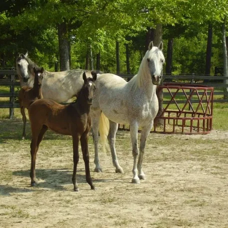 Luxemere Patrician as a foal with his famous dam TA Jihana Bey.