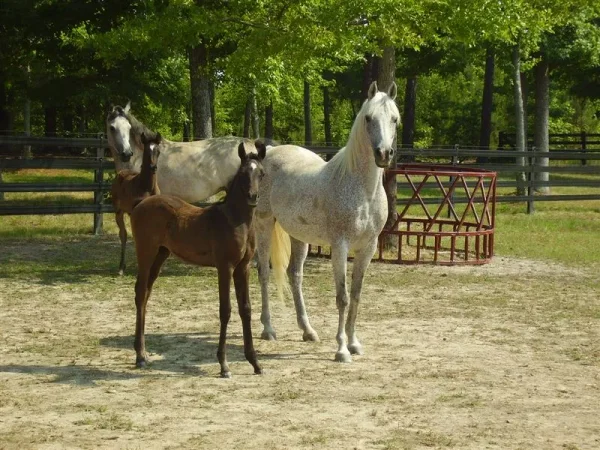 Luxemere Patrician as a foal with his famous dam TA Jihana Bey.