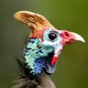 Helmeted Guineafowl