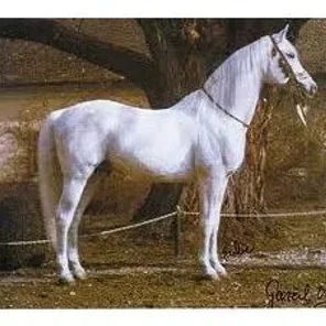 Shagya Arabian
