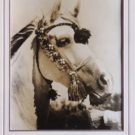 Mamdouha, purebred Arabian mare imported from Egypt in July, 1947’.