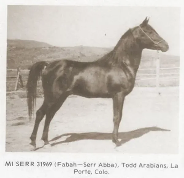 Mi Serr