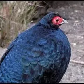 Hoogerwerf's Pheasant