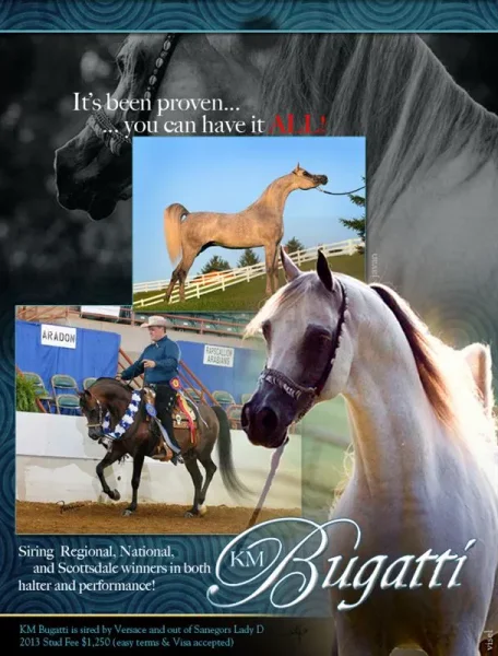 KM Bugatti is a great sire that can produce halter and performance champions!