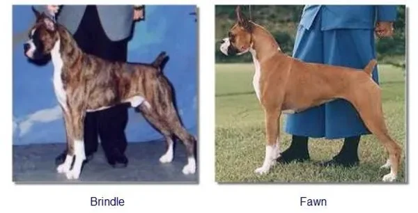 Colors and Markings on the Boxer Breed