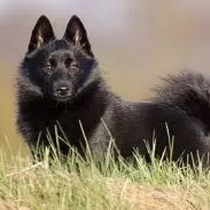 Schipperke