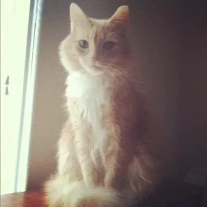 Frederico Suave