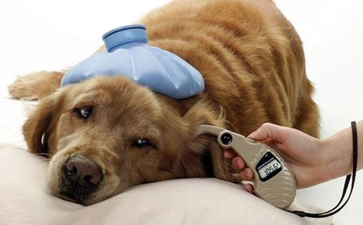 Diabetes in Dogs: Symptoms and Treatment