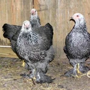 Dark Brahma
