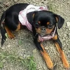Chin-Pin (Designer Dog)