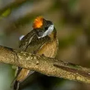 Orange-crested Manakin