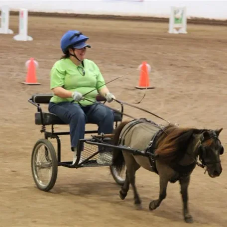 Miniature Horses to Amaze