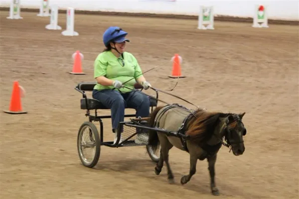 Miniature Horses to Amaze