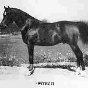 *WITEZ II